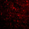 Reticulon 4 antibody, 4087, ProSci Inc, Immunofluorescence image 