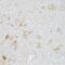 Enhancer Of MRNA Decapping 3 antibody, 15-190, ProSci, Immunohistochemistry frozen image 