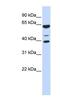 Zinc Finger Protein 764 antibody, NBP1-79709, Novus Biologicals, Western Blot image 