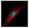 Zinc finger protein 64 antibody, NBP2-20945, Novus Biologicals, Immunofluorescence image 