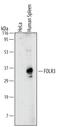 Folate Receptor Gamma antibody, MAB5319, R&D Systems, Western Blot image 