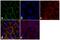 Claudin 12 antibody, 38-8200, Invitrogen Antibodies, Immunofluorescence image 