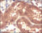 TNF Receptor Superfamily Member 11b antibody, 252182, Abbiotec, Immunohistochemistry paraffin image 
