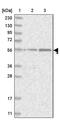Potassium Channel Tetramerization Domain Containing 20 antibody, PA5-56336, Invitrogen Antibodies, Western Blot image 