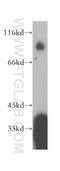Nuclear Factor, Erythroid 2 Like 3 antibody, 17745-1-AP, Proteintech Group, Western Blot image 