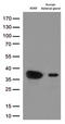 EF-hand domain-containing protein D1 antibody, LS-C796448, Lifespan Biosciences, Western Blot image 