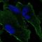 Grid2 Interacting Protein antibody, NBP1-94174, Novus Biologicals, Immunofluorescence image 