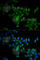 Caspase 9 antibody, A2636, ABclonal Technology, Immunofluorescence image 