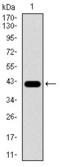 PCNA antibody, abx015957, Abbexa, Western Blot image 