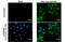 Zika Virus antibody, GTX133321, GeneTex, Immunofluorescence image 