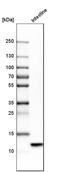 Defensin-5 antibody, HPA015775, Atlas Antibodies, Western Blot image 