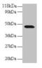 Canopy FGF Signaling Regulator 2 antibody, CSB-PA05034A0Rb, Cusabio, Western Blot image 