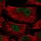 Meiosis-expressed gene 1 protein antibody, NBP1-94132, Novus Biologicals, Immunofluorescence image 