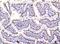 SUB1 Regulator Of Transcription antibody, M02698-2, Boster Biological Technology, Immunohistochemistry paraffin image 