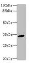 V-Set Immunoregulatory Receptor antibody, orb38181, Biorbyt, Western Blot image 