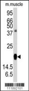 Regulator Of G Protein Signaling 19 antibody, 59-715, ProSci, Western Blot image 