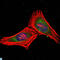Proteasome Subunit Beta 8 antibody, LS-C812686, Lifespan Biosciences, Immunofluorescence image 