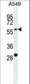 Paralemmin-3 antibody, LS-C163350, Lifespan Biosciences, Western Blot image 