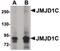 Probable JmjC domain-containing histone demethylation protein 2C antibody, PA5-20804, Invitrogen Antibodies, Western Blot image 