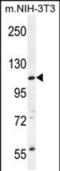 Coiled-Coil Domain Containing 158 antibody, PA5-48282, Invitrogen Antibodies, Western Blot image 