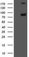 Galactosidase Beta 1 antibody, CF505597, Origene, Western Blot image 