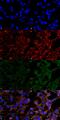 4 Hydroxynonenal antibody, MA5-27570, Invitrogen Antibodies, Immunofluorescence image 