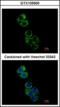 Glutathione S-transferase A2 antibody, orb314458, Biorbyt, Immunofluorescence image 