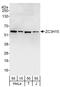 Zinc finger CCCH domain-containing protein 15 antibody, A303-784A, Bethyl Labs, Western Blot image 