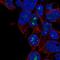 Zinc Finger Protein 689 antibody, NBP2-33706, Novus Biologicals, Immunofluorescence image 