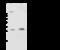 Carbonic anhydrase 3 antibody, 107383-T36, Sino Biological, Western Blot image 