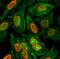 Histone H3 antibody, NBP2-61534, Novus Biologicals, Immunocytochemistry image 