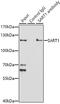 Spliceosome Associated Factor 1, Recruiter Of U4/U6.U5 Tri-SnRNP antibody, 23-663, ProSci, Immunoprecipitation image 