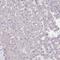 Protein downstream neighbor of Son antibody, NBP2-38599, Novus Biologicals, Immunohistochemistry paraffin image 