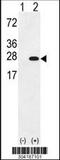 Ubiquitin C-Terminal Hydrolase L3 antibody, 61-089, ProSci, Western Blot image 