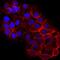 Protein LAP2 antibody, AF7866, R&D Systems, Immunofluorescence image 