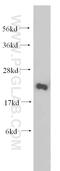 Ribosomal Protein S26 antibody, 14909-1-AP, Proteintech Group, Western Blot image 