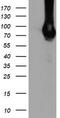 Diacylglycerol Kinase Alpha antibody, TA504155, Origene, Western Blot image 