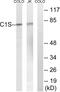 Complement C1s subcomponent antibody, abx014384, Abbexa, Western Blot image 