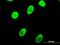 Cbfa1 antibody, LS-B4293, Lifespan Biosciences, Immunofluorescence image 