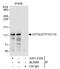 General Transcription Factor IIIC Subunit 2 antibody, A301-235A, Bethyl Labs, Immunoprecipitation image 