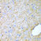 Inhibin Subunit Alpha antibody, 16-920, ProSci, Immunohistochemistry paraffin image 