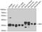 Carbonyl Reductase 1 antibody, A5446, ABclonal Technology, Western Blot image 