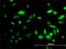 Pep4 antibody, H00005184-M01, Novus Biologicals, Immunofluorescence image 