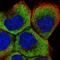 Ribosomal Protein L5 antibody, HPA054444, Atlas Antibodies, Immunocytochemistry image 