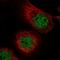 Microtubule Associated Serine/Threonine Kinase Like antibody, HPA054273, Atlas Antibodies, Immunocytochemistry image 