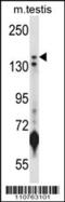Lysine Demethylase 5B antibody, 57-756, ProSci, Western Blot image 