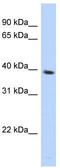 Spondin 2 antibody, TA340177, Origene, Western Blot image 