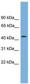 Zinc Finger Protein 620 antibody, TA339819, Origene, Western Blot image 