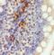 Mitochondrial Ribosomal Protein L47 antibody, FNab05335, FineTest, Immunohistochemistry frozen image 