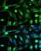 Yes Associated Protein 1 antibody, LS-C746970, Lifespan Biosciences, Immunofluorescence image 